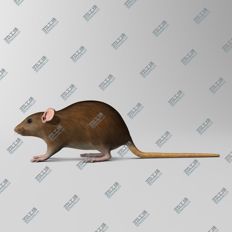 images/goods_img/2021040165/Rat  Brown/5.jpg